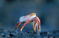 Crabe des Galapagos (Grapsus grapsus) Ref:36414